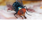 sheeeeesh la mouche