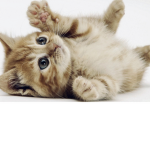 The Kitten Cats
