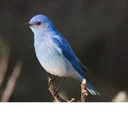 Birds icon