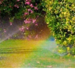 ◸ eli's garden ◿ (lgbtq+)