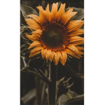 Sunflowerdemon