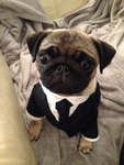 La sociedad del pug