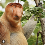 Monkey Squadddddddd