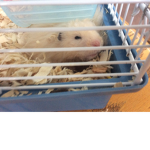 THE GANGSTER HAMSTER