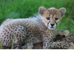 cheeta obby