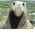 #TeamSeal