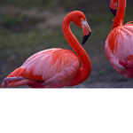 The Anti Flamingo Society