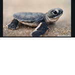Turtle squad simulator.