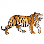 tiger maker fan group