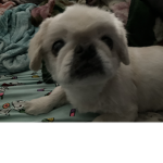 Doggy_Love