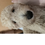 robux!dede_sis