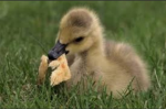 play with ducky studios