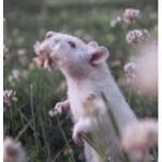 My little ratlings