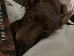 Lady the dog