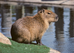 Capуbara Fan Club