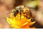 Luvly Beess