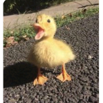 Duckswithluck