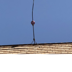 Sky chicken
