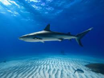 Shark Games (OFFICAL GROUP)