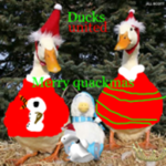 Ducks United-