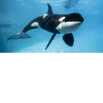 TheCoolOrcas