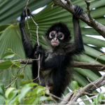 Help save the animals from being endangered