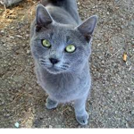 cats~disco<3~