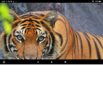 #Tiger love