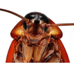 # roachz #