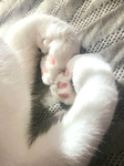 'pawnsie