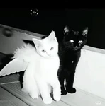 feww's UGC Group Thumbnail