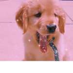 - p u p -