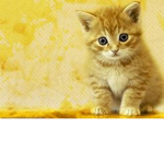 meowwww