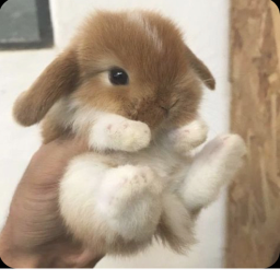 Bunny town