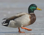 ducklings goose