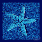 Blue Starfish