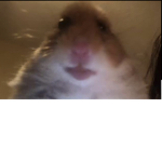 Hamster on ft