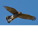 HAWK CLUB FREINDS