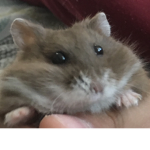 Hamsterz 4 LIFE
