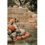 TinyPumpkin Patches