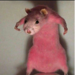 Chetoss