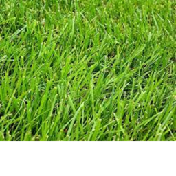 Watching Grass Grow