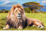 Lion Likez!