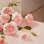 Roses are pretty C: