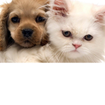 The Dog Puppies And Other Animals Group