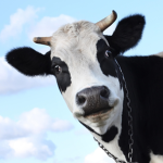 BIG DEPRESSED COW
