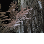 HYPERNUM2