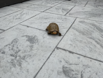 TURTLE PRESENTS