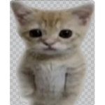 El gato is cool cult