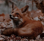 THE WILDLIFE RULES